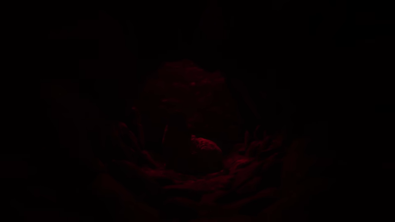 Reanimal: овечка.